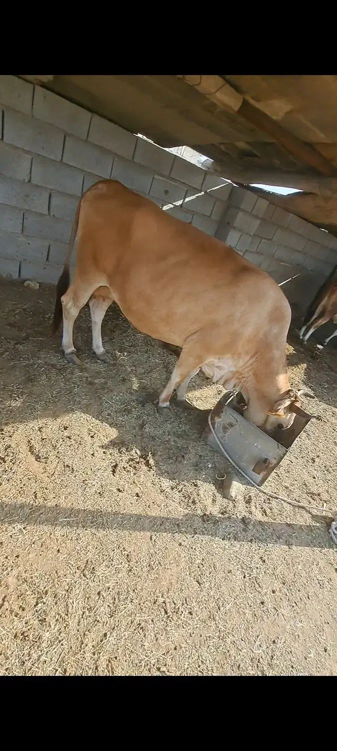 گاو|حیوانات مزرعه|بندرعباس, |دیوار