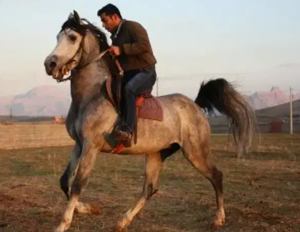 اسب کرد خالص|اسب و تجهیزات اسبسواری|زنجان, |دیوار