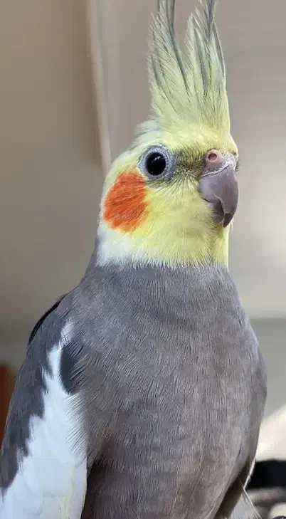 گمشده.|حیوانات|بوشهر, |دیوار