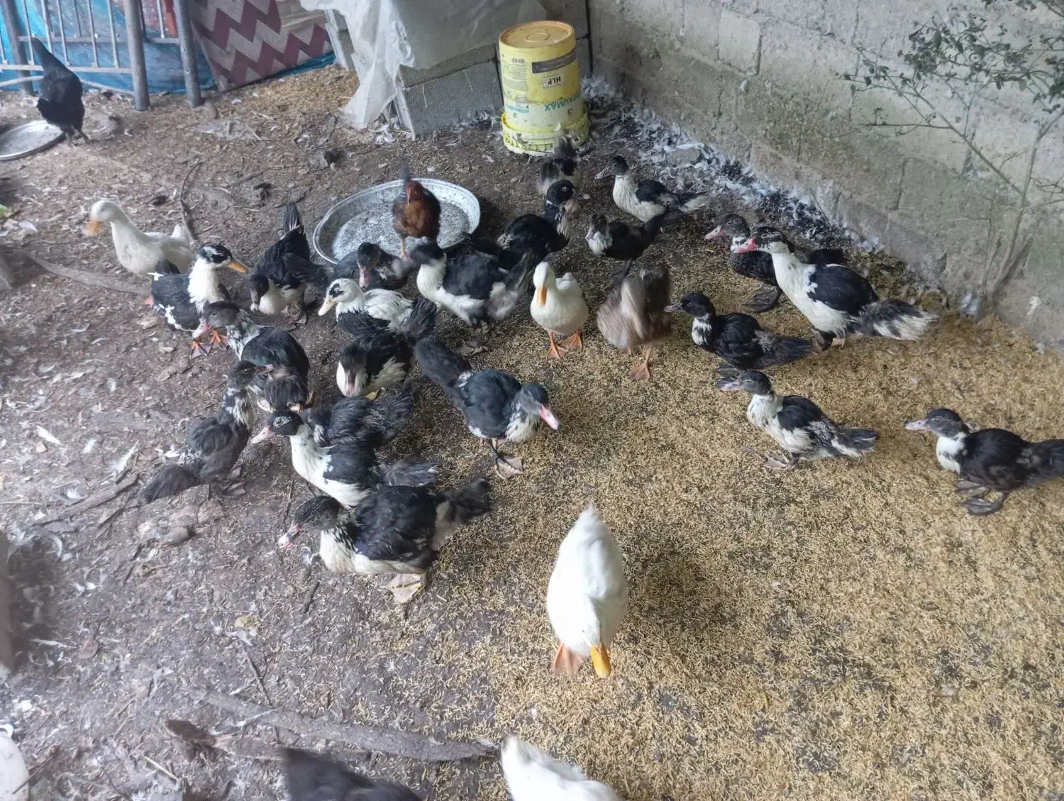 اردک اسراییلی جواان 210|حیوانات مزرعه|گوراب زرمیخ, |دیوار