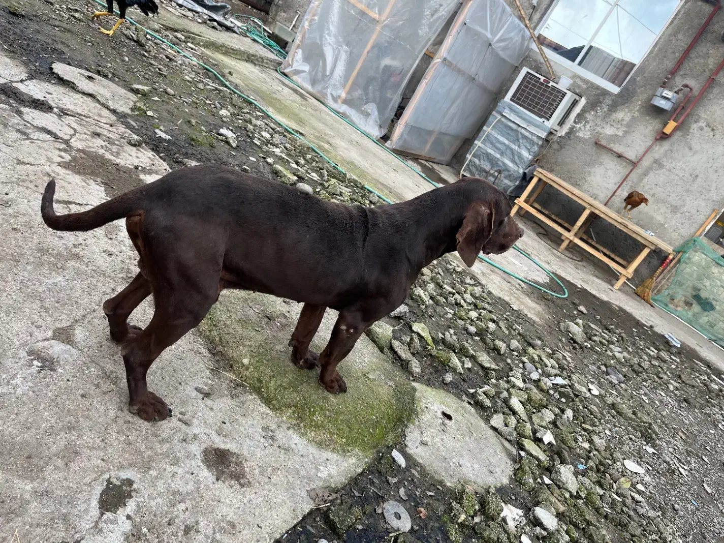 سگ،شکاری|سگ|سنگر, |دیوار