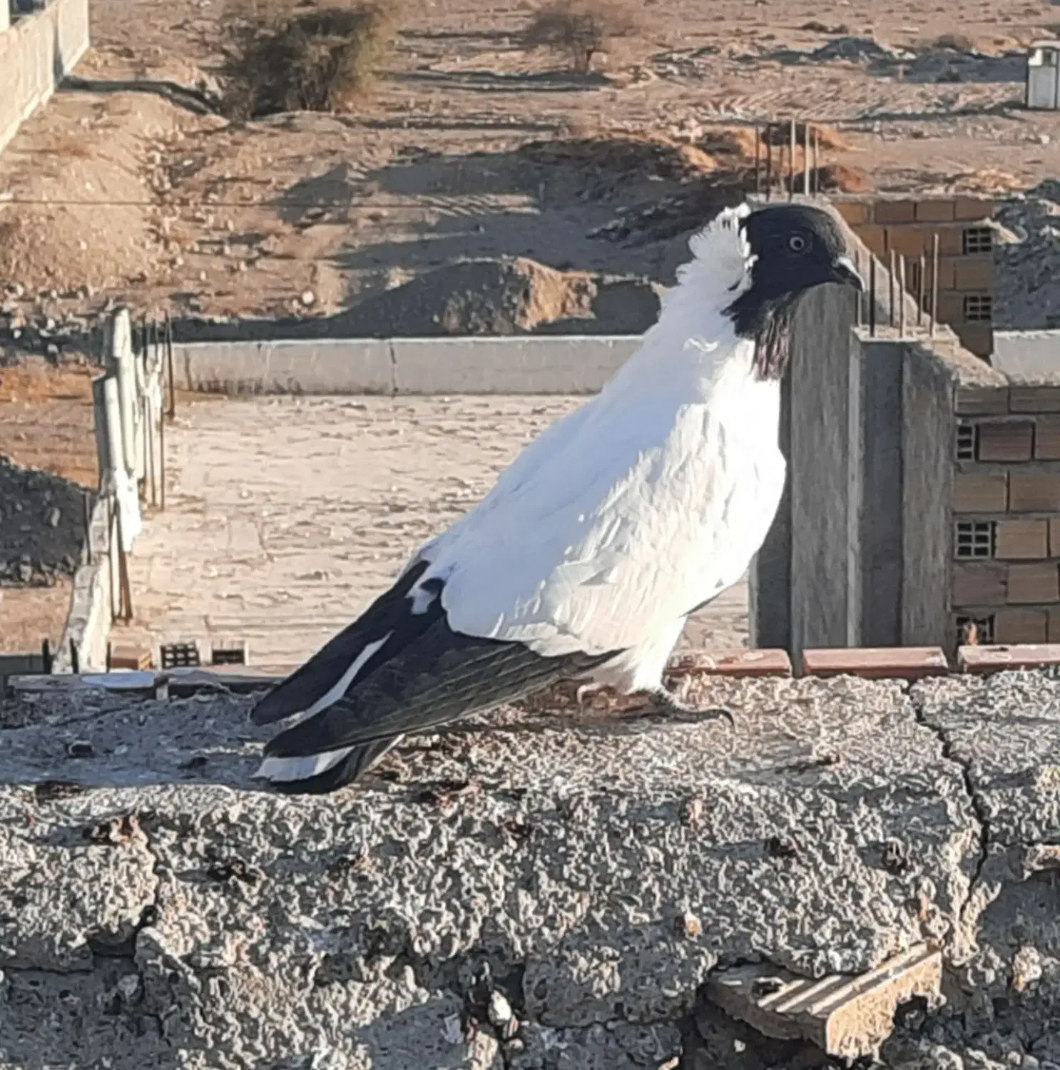 کبوتر پرستوی|پرنده|حاجی آباد, |دیوار