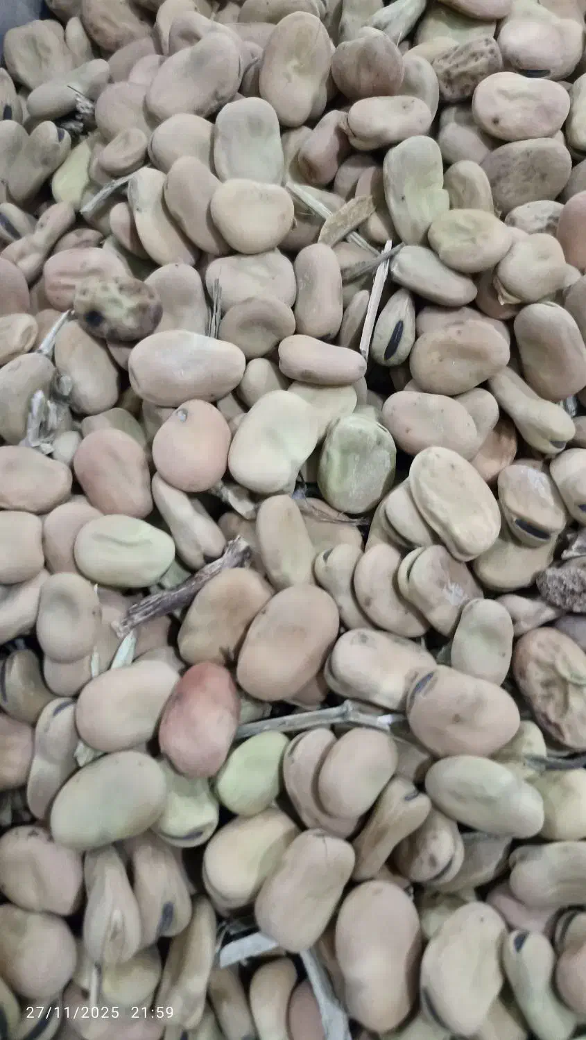 باقله|حراج|هرسین, |دیوار