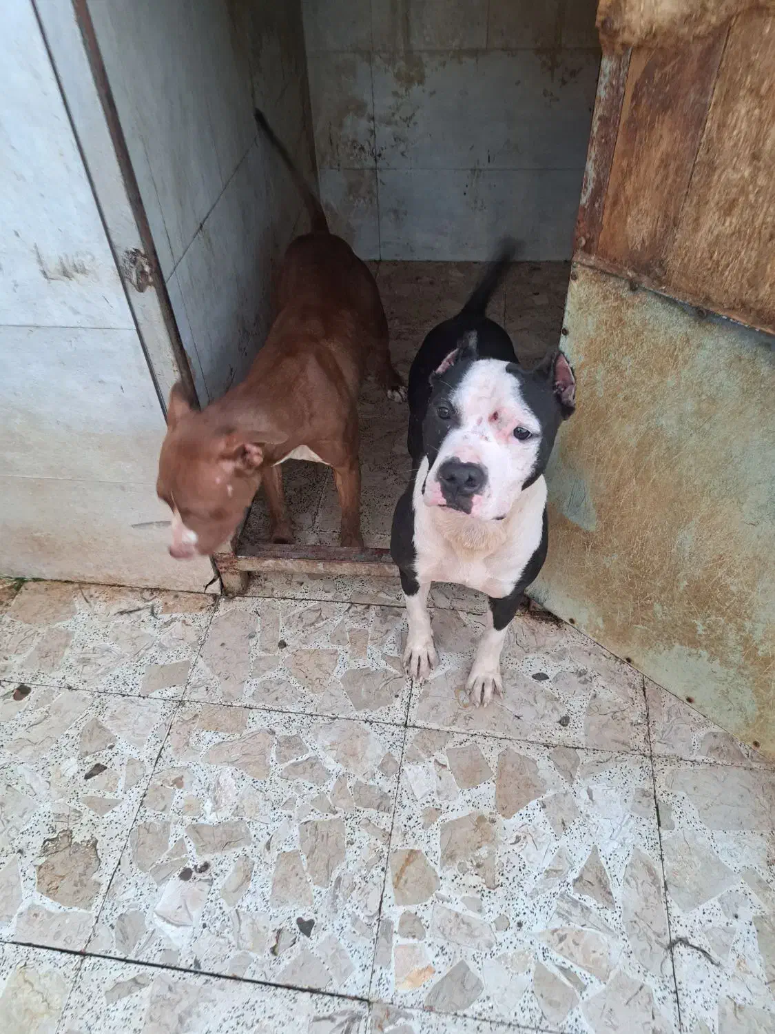 پیت بول نر و ماده دو ساله|سگ|اسالم, |دیوار