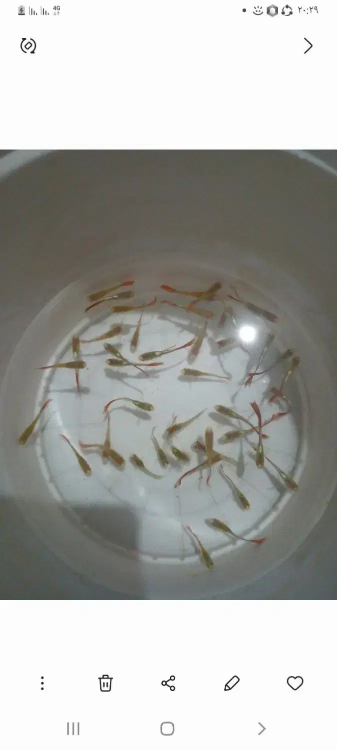 ماهی گوپی|ماهی|سیرجان, |دیوار