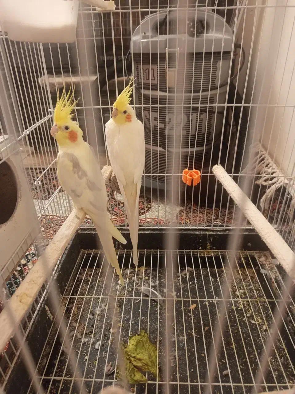 عروس هلندی معاوضه با گرینچیک|پرنده|رضویه, |دیوار