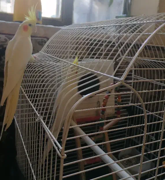 عروس هلندی|پرنده|کرمانشاه, |دیوار