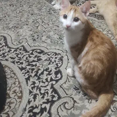 گربه dsh  گمشده  خیابان توکلی|حیوانات|شیراز, لاله|دیوار