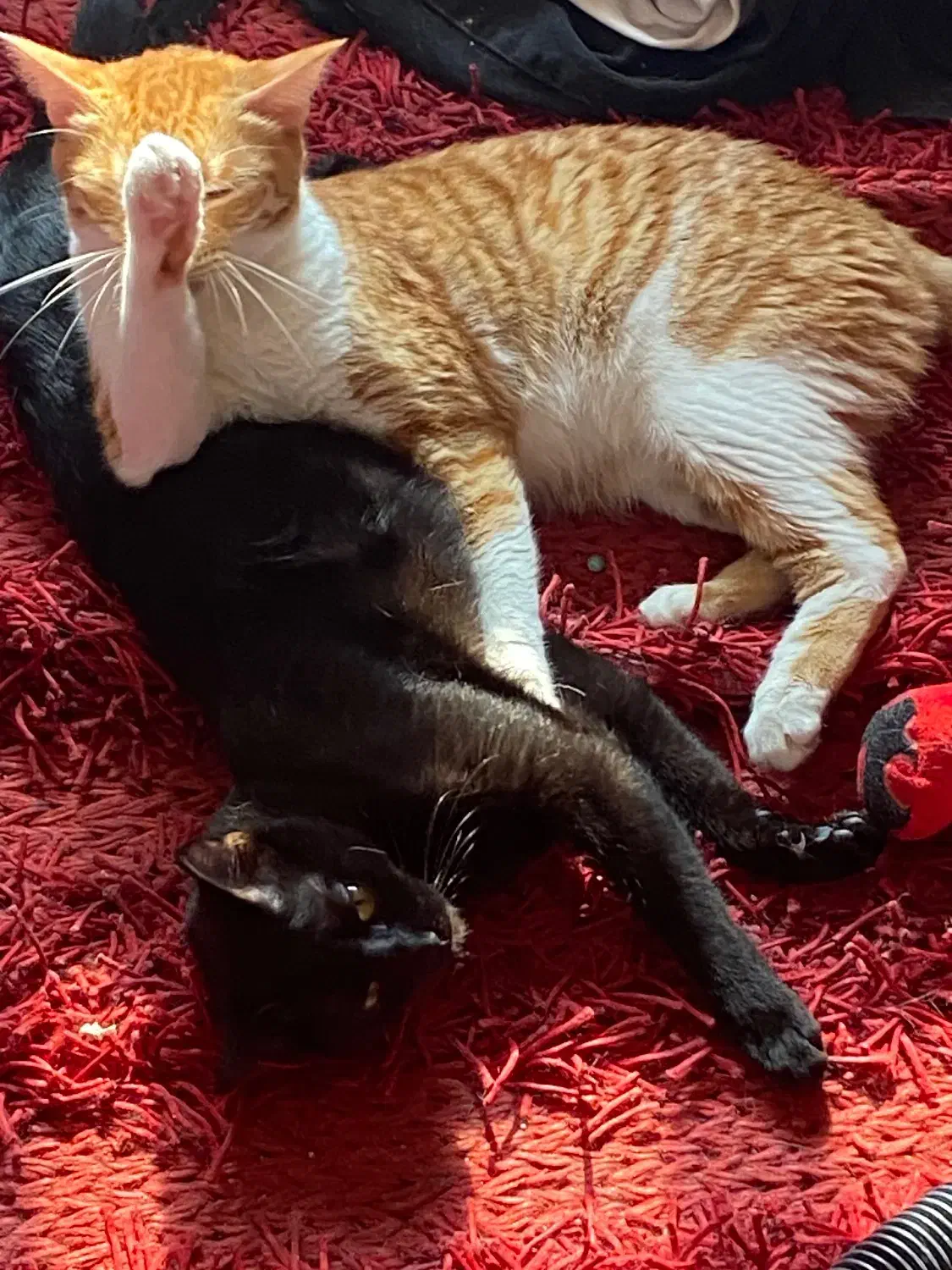 واگذاری گربه DSH|گربه|رشت, صفاری|دیوار