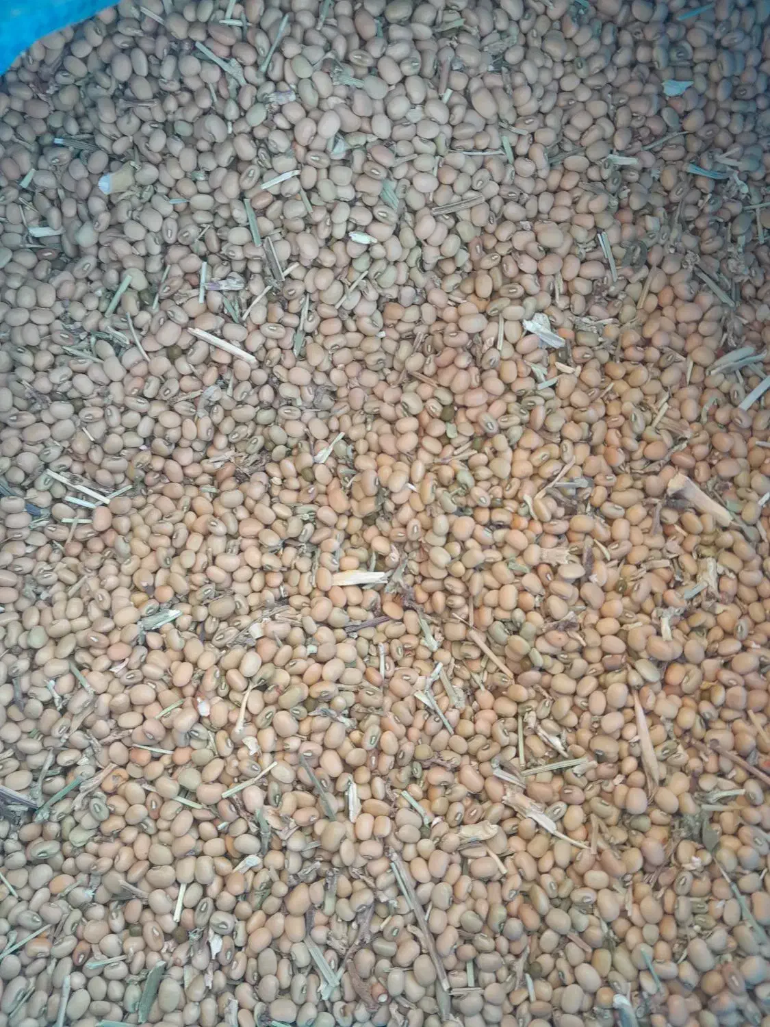 لوبیا فروشی|خوردنی و آشامیدنی|کهنوج, |دیوار