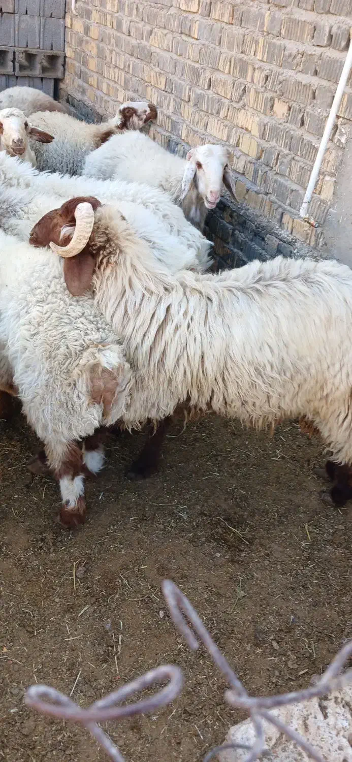 بره نر چاق|حیوانات مزرعه|ارسنجان, |دیوار