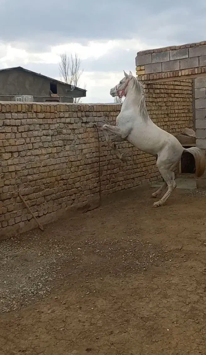 اسب عرب|اسب و تجهیزات اسبسواری|ازنا, |دیوار