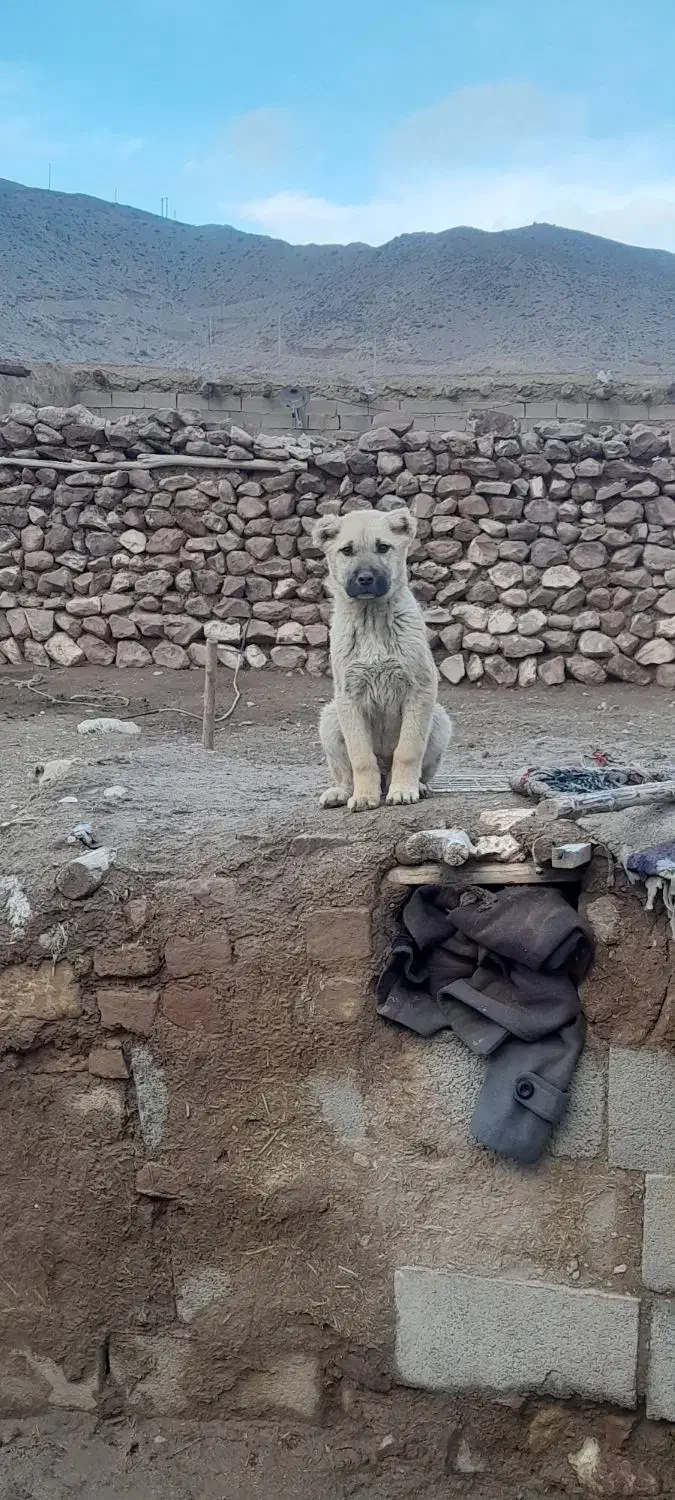 توله پژدر ماده|سگ|سرولایت, |دیوار