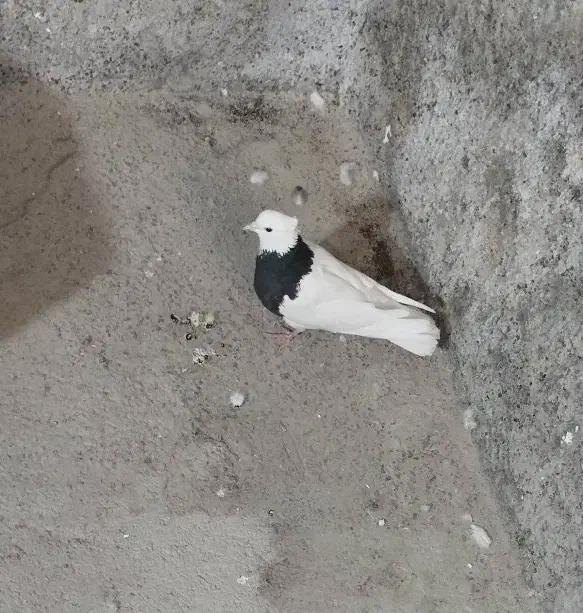 کبوتر طوقی کاکل|پرنده|خلیل آباد, |دیوار