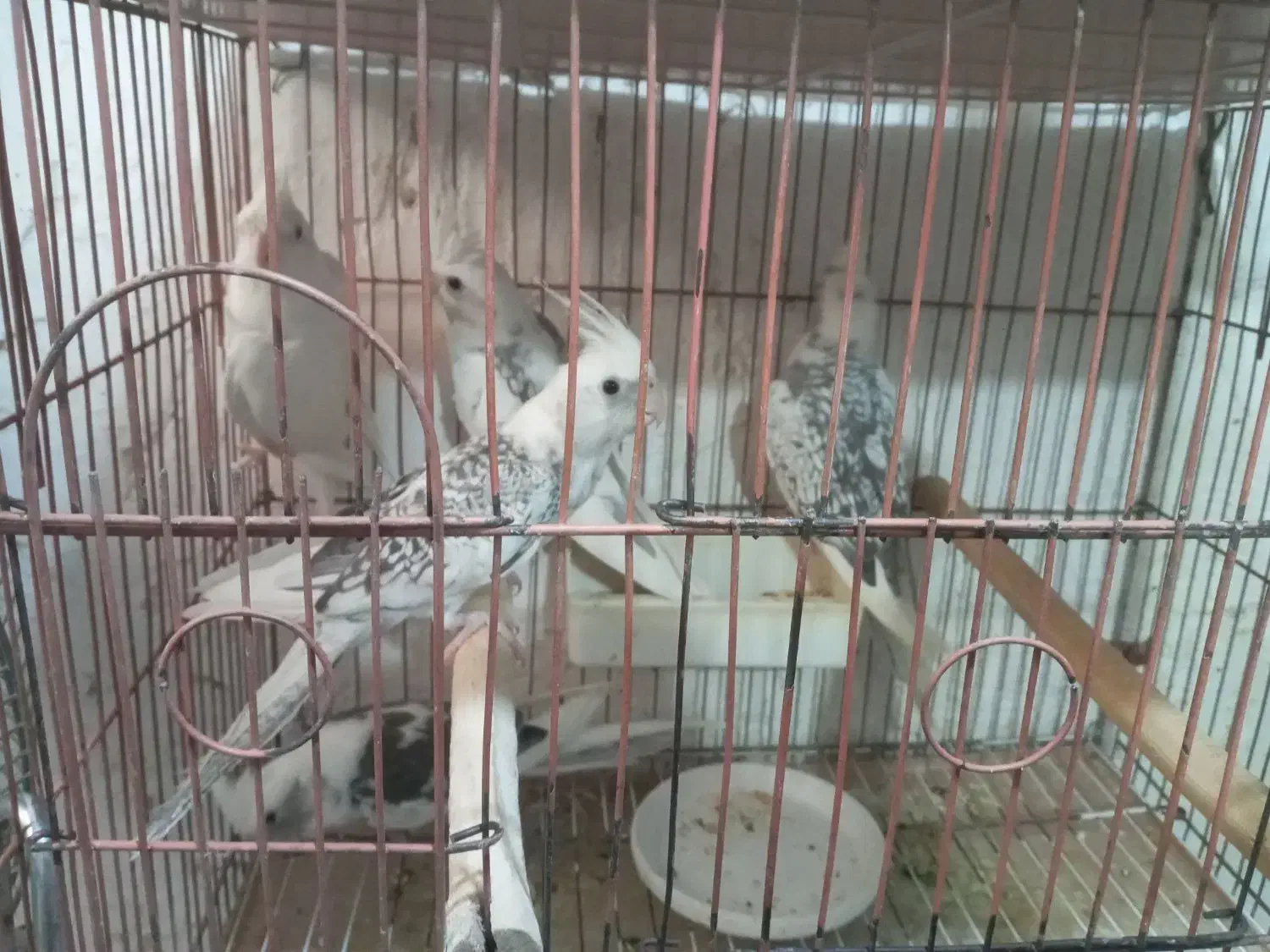 عروس هلندی ایزابلا و دوکت و جفت|پرنده|لنگرود, |دیوار