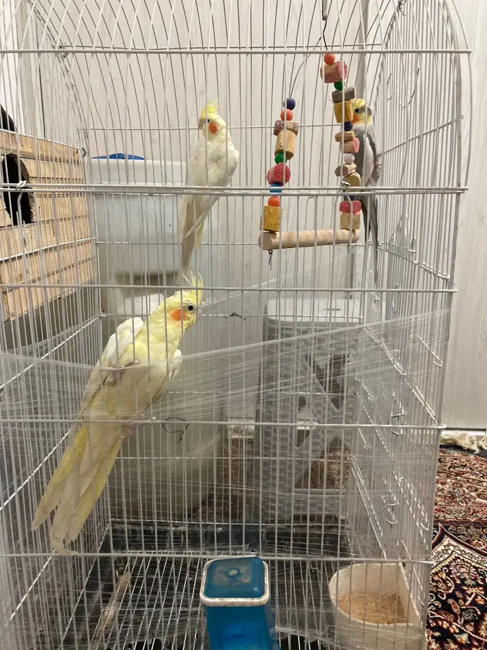 عروس هلندی جفت|پرنده|فردوسیه, |دیوار