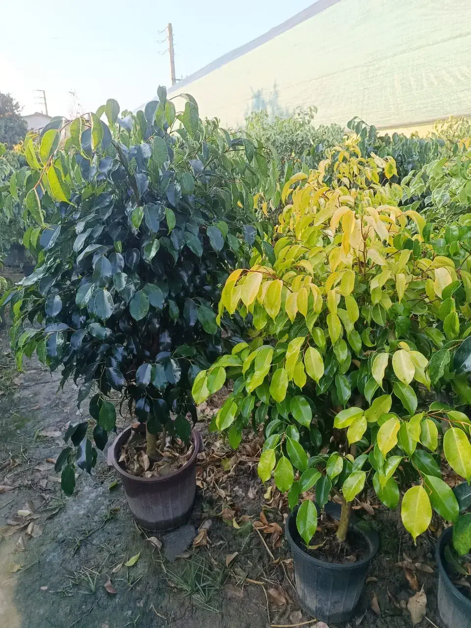 کار در گلخانه|خدمات باغبانی و درختکاری|محلات, |دیوار