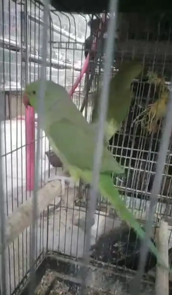 طوطی ملنگو|پرنده|کرمان, |دیوار