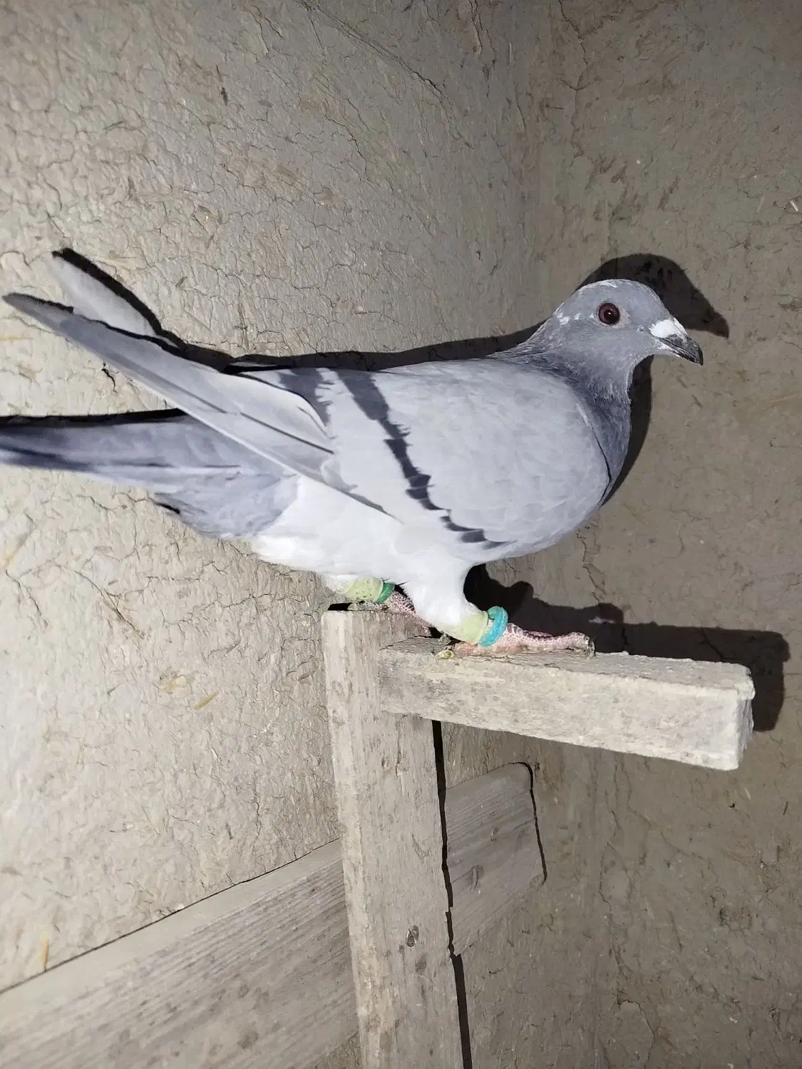 کبوتر ماده|پرنده|مرودشت, دولت آباد|دیوار