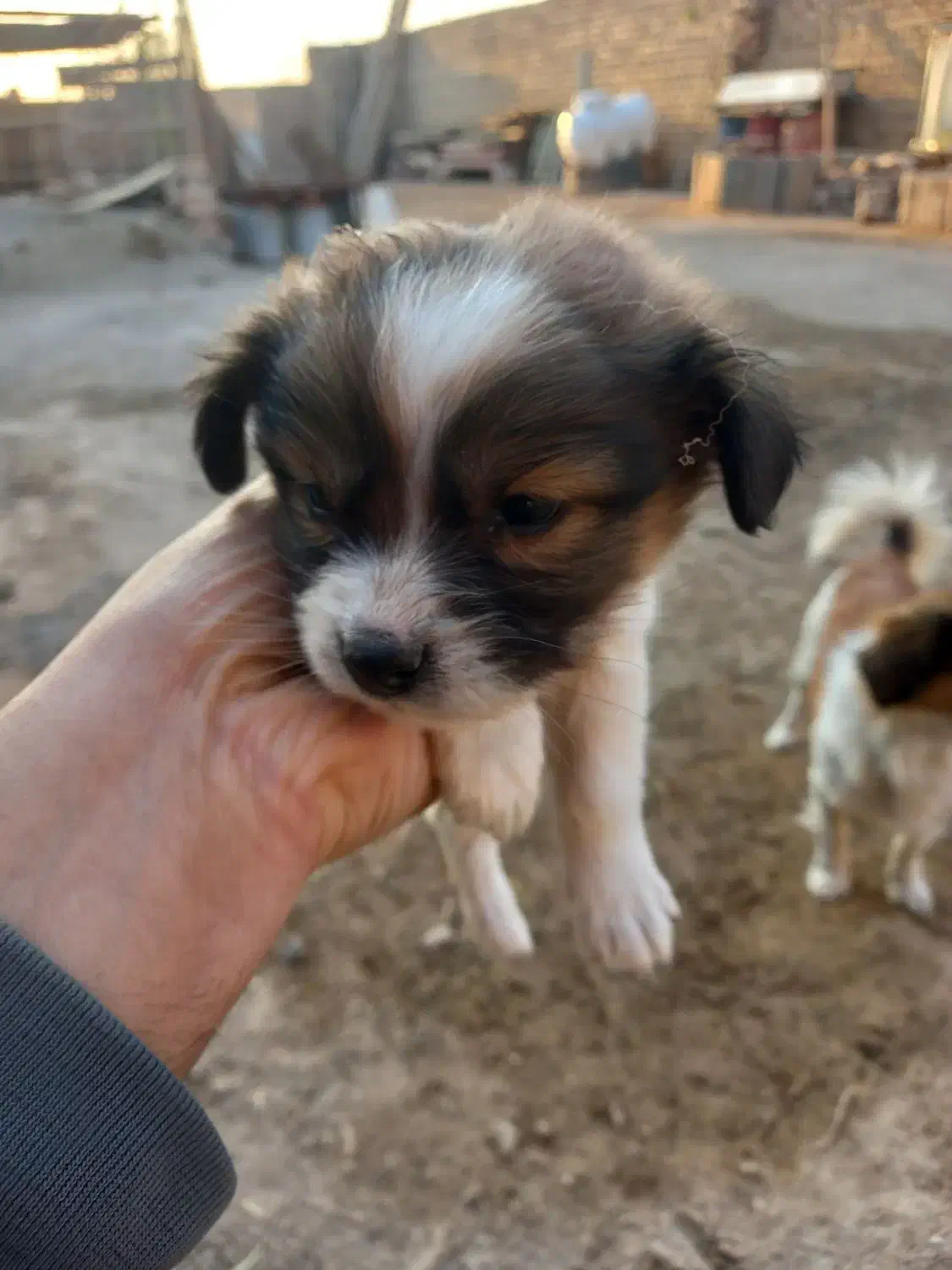 فروش توله پاپی|سگ|ساوه, |دیوار