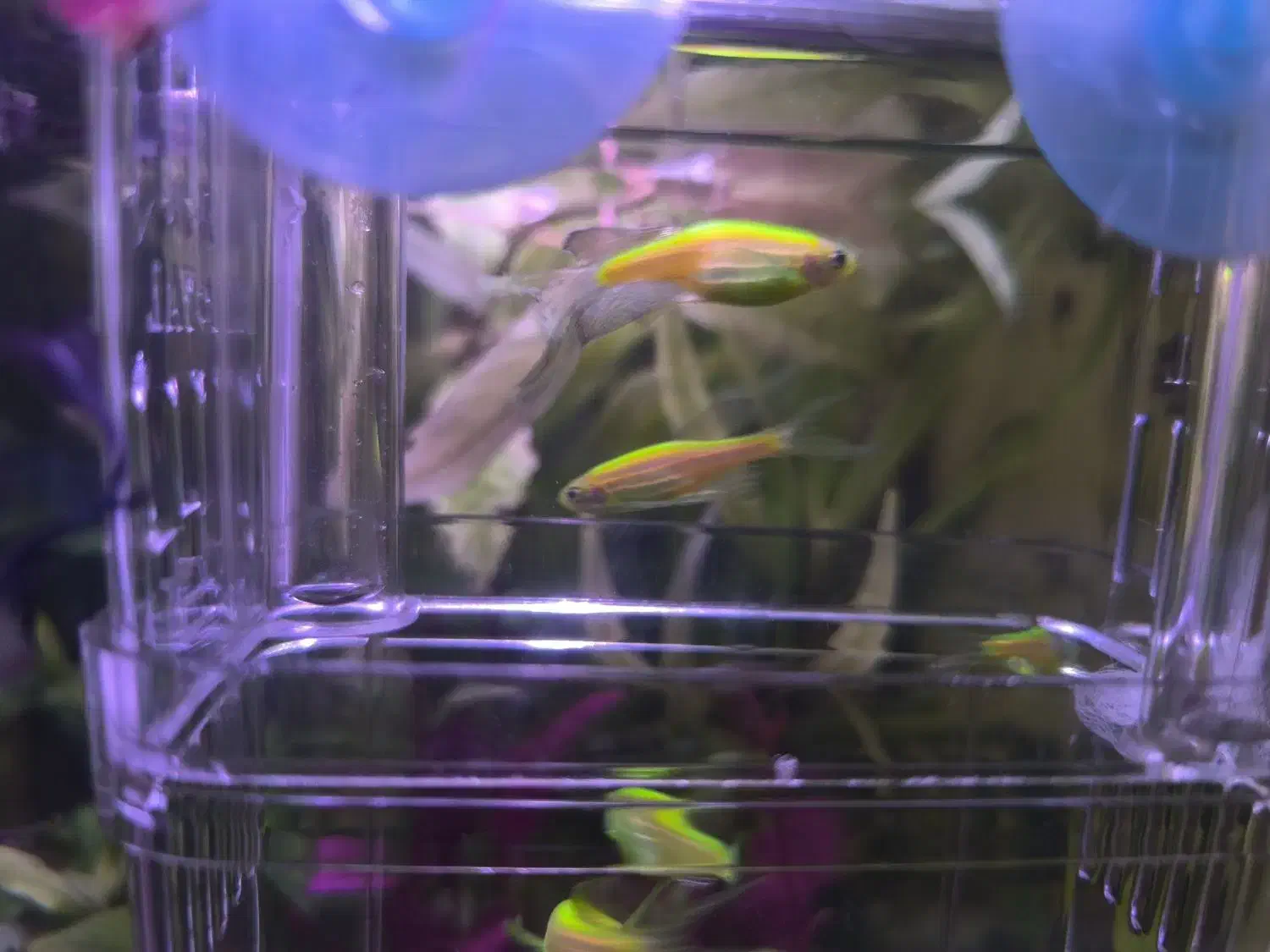 ماهی زبرا سوپر باله|ماهی|زنجان, |دیوار