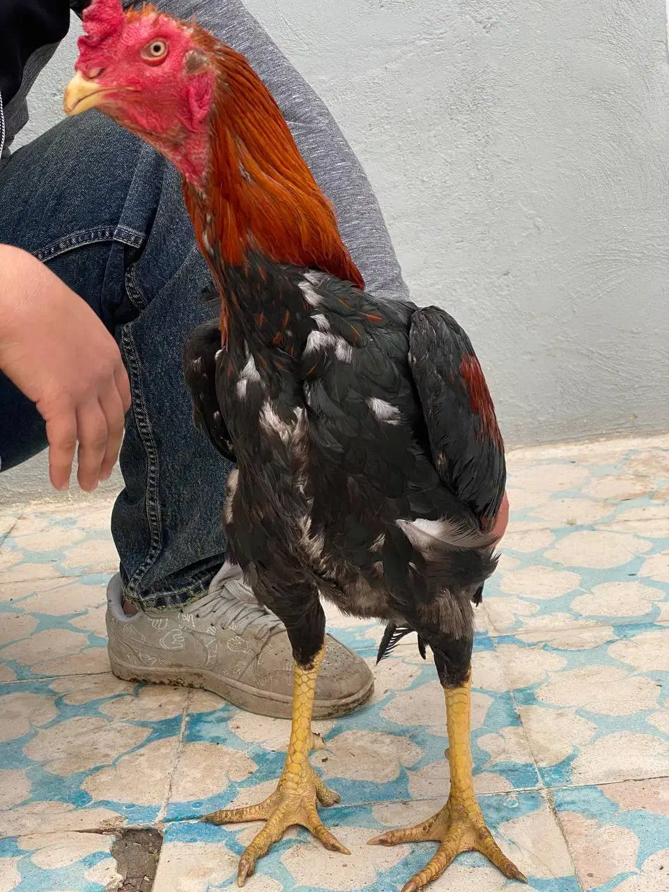 خروس لاری|حیوانات مزرعه|مشگین شهر, |دیوار