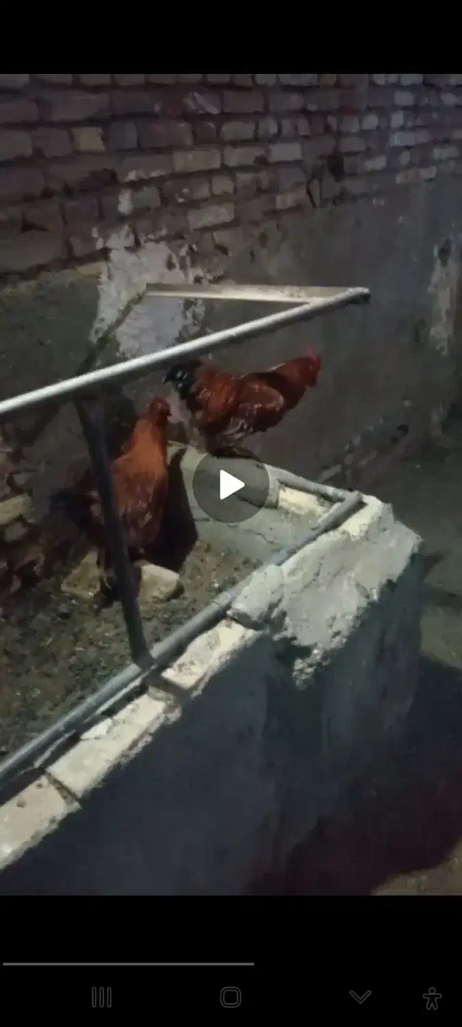 دوتاخروس قرمز|حیوانات مزرعه|سبزوار, هویزه|دیوار