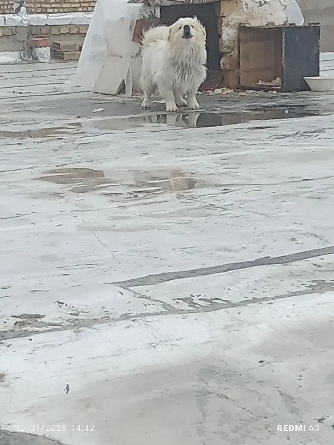 سگ پاکوتا|سگ|ابهر, |دیوار