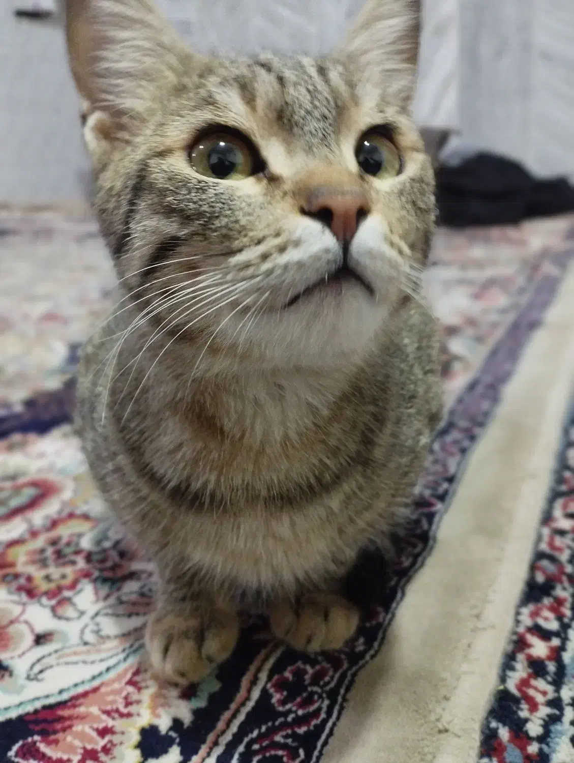 گربه گم شده|حیوانات|شیروان (خراسان), |دیوار