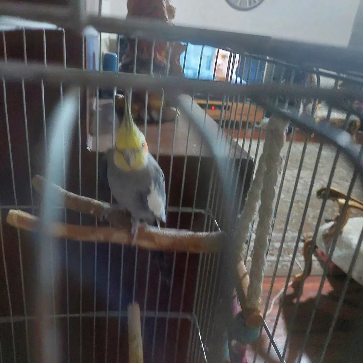 عروس هلندی|پرنده|کرج, باغستان|دیوار