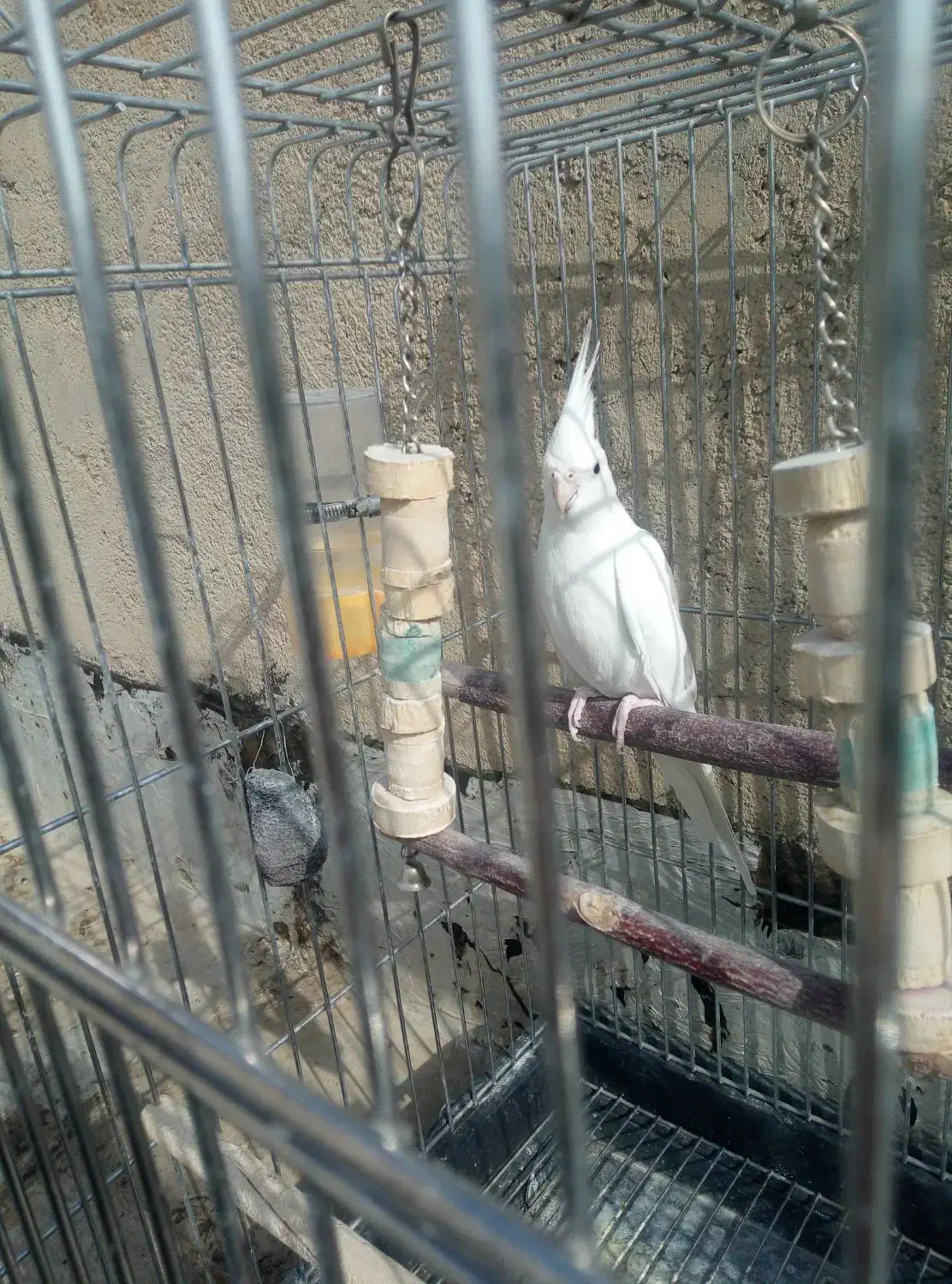 عروس هلندی جفت|پرنده|شهریار, شهریار|دیوار