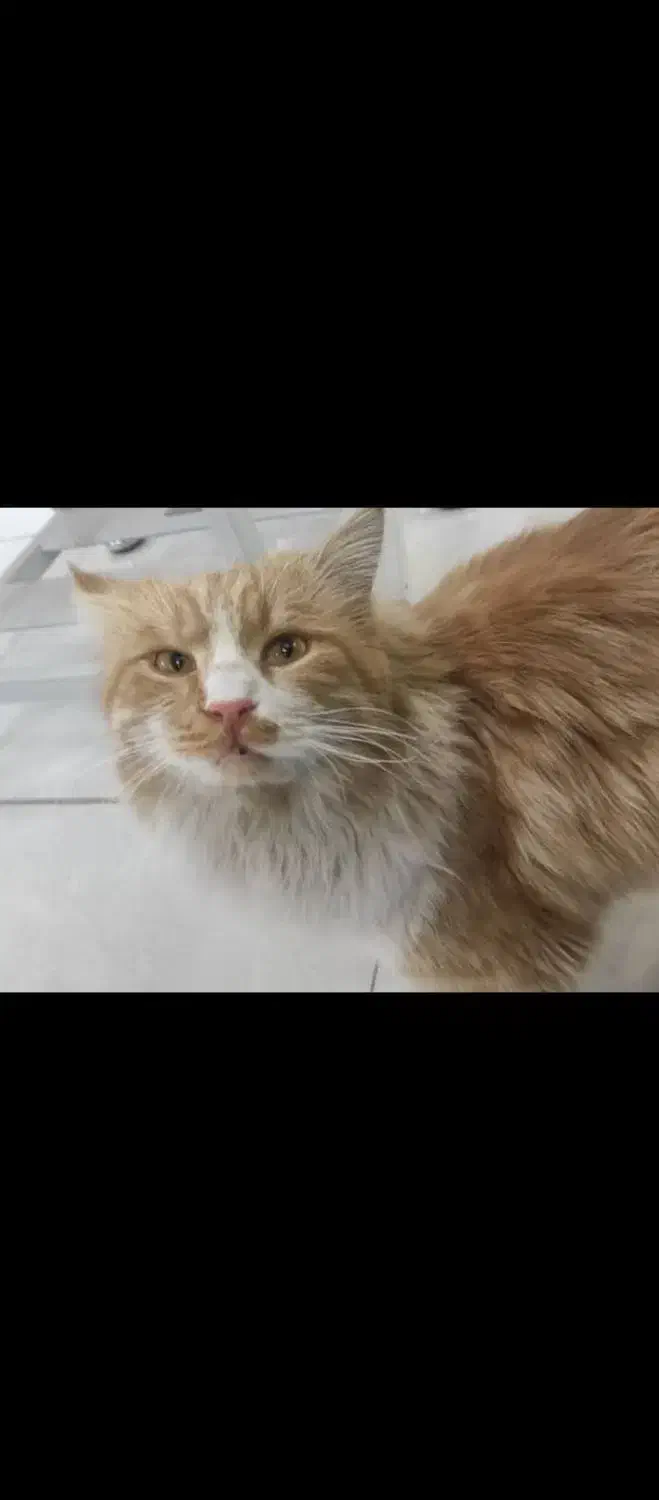 واگذاری گربه طلایی|گربه|تهران, بهداشت|دیوار