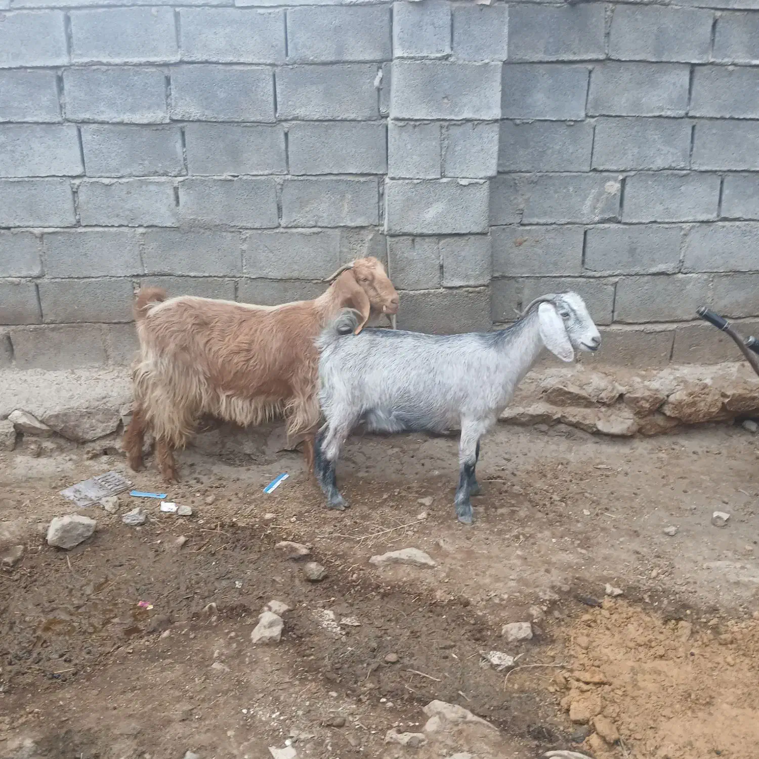 توشتیر|حیوانات مزرعه|نورآباد, |دیوار