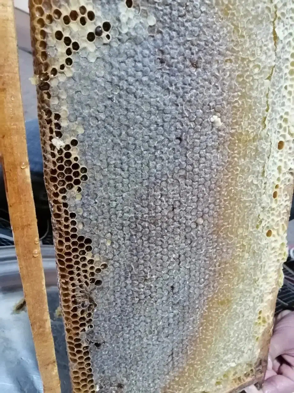 عسل به قیمت عمده|خوردنی و آشامیدنی|مرودشت, ثبت احوال|دیوار