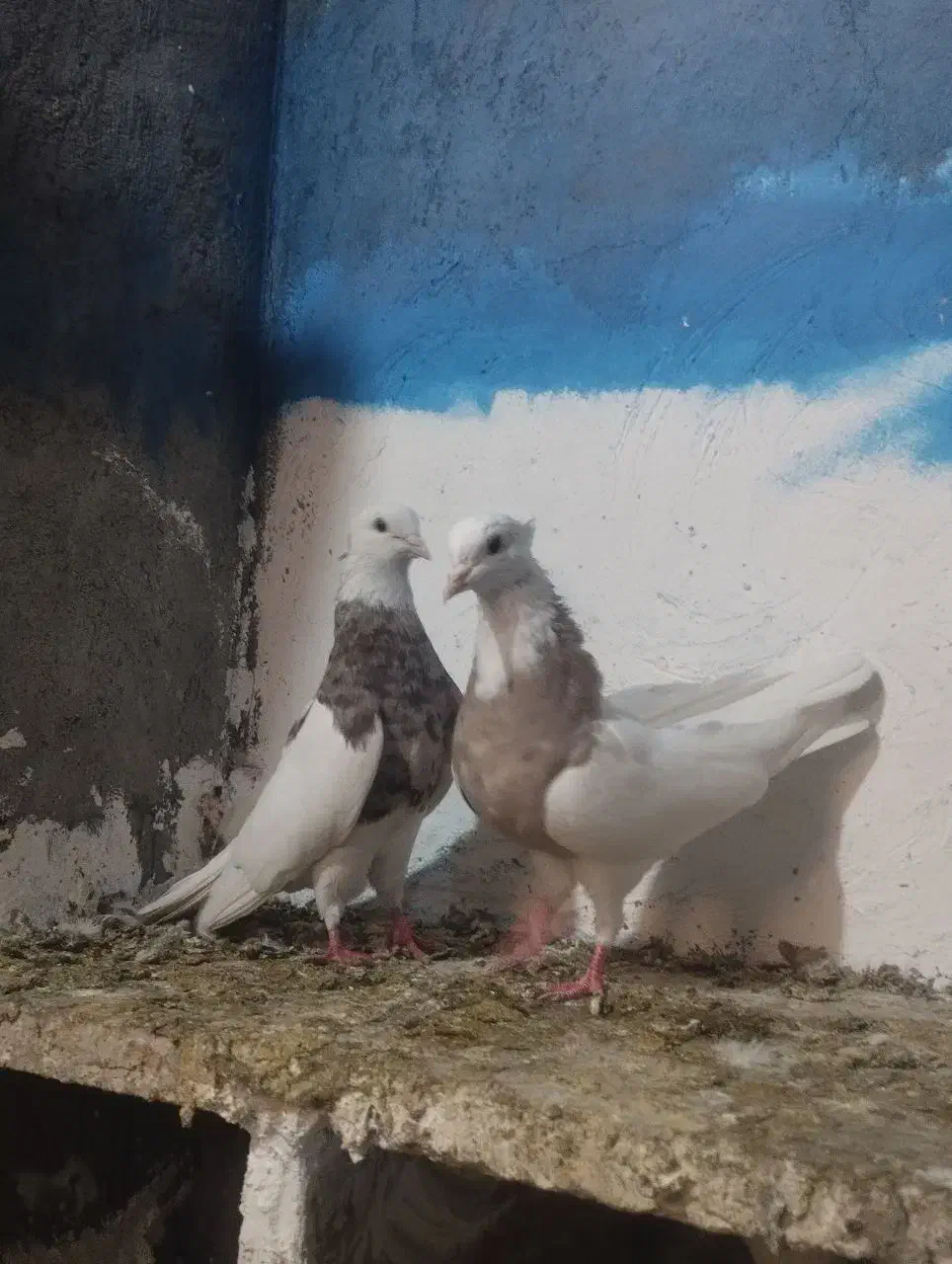 کبوتر رنگی گردن|پرنده|دینور, |دیوار