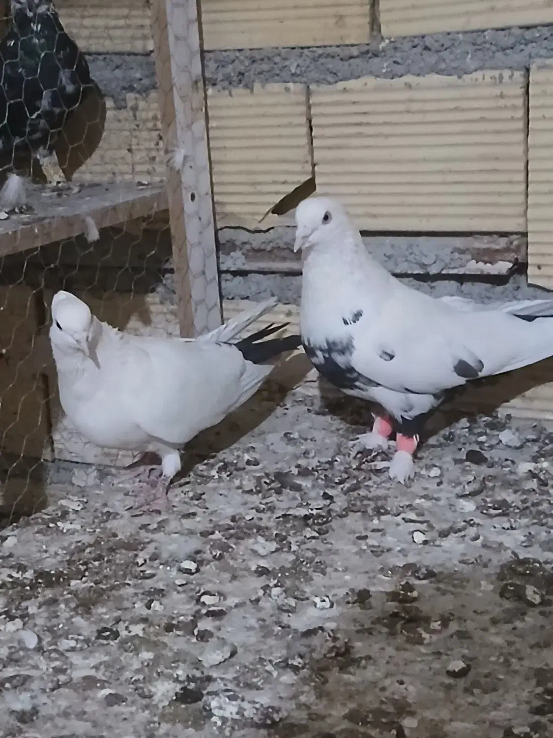 پنج جفت کفتر جفتگاه|پرنده|مشهد, قائم|دیوار