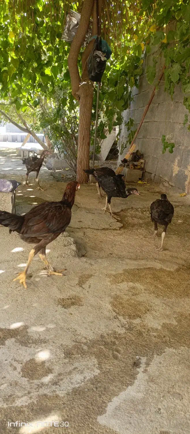 جوجه لاری|حیوانات مزرعه|کرمانشاه, |دیوار
