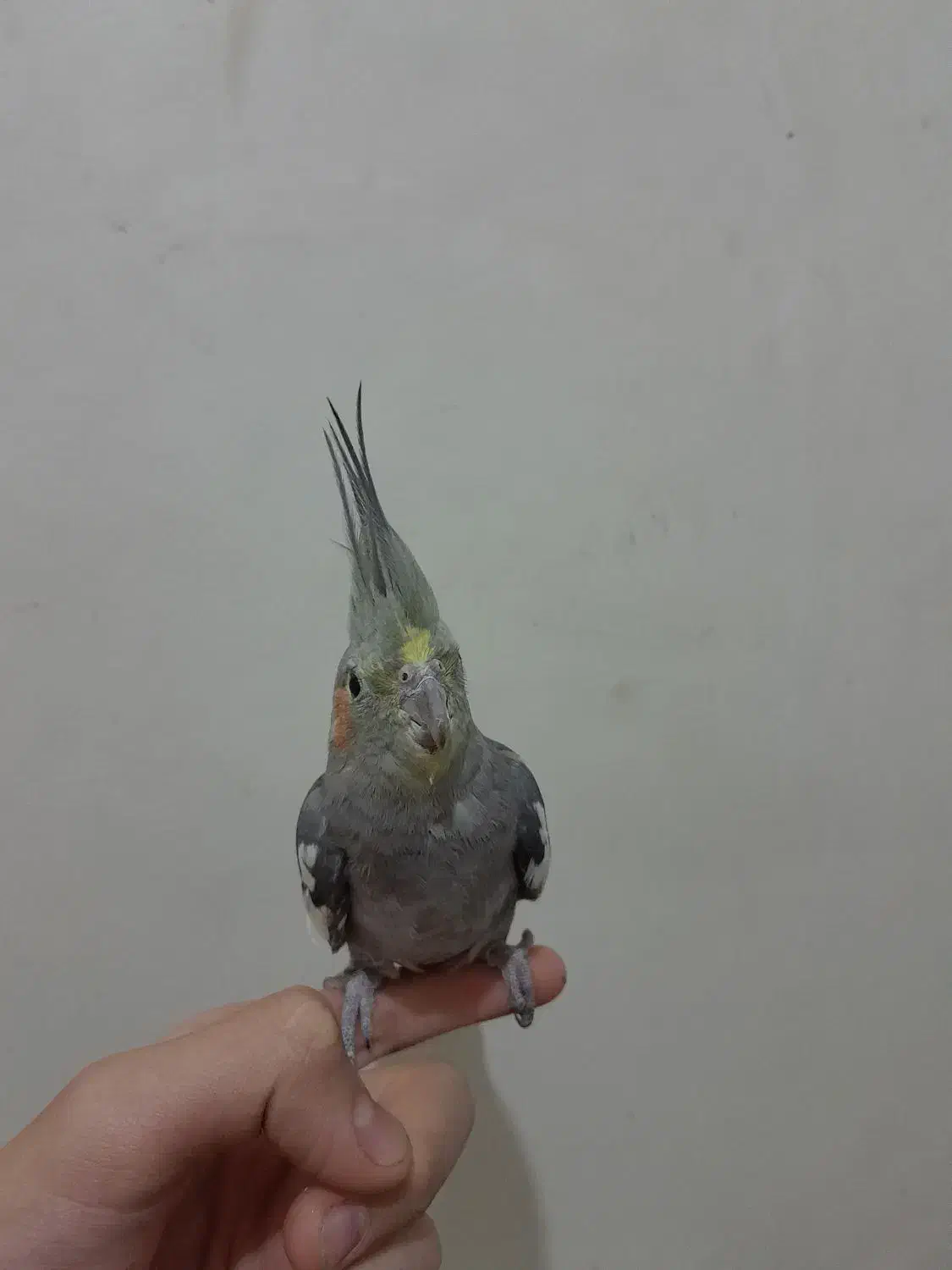 یک عدد عروس هلندی ۶ ماهه سینامون رام و چلوندی|پرنده|تهران, افسریه شمالی|دیوار