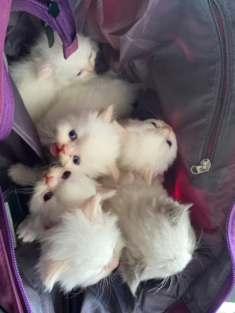 گربه|گربه|بجنورد, |دیوار