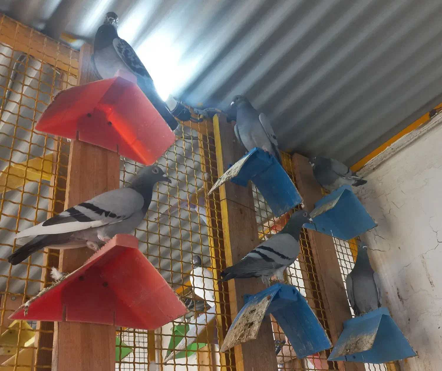 پلاکی|پرنده|چغادک, |دیوار