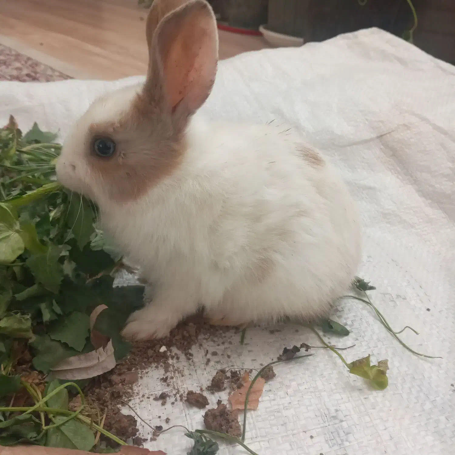 بچه‌خرگوش‌|موش و خرگوش|مشهد, کلاته برفی|دیوار