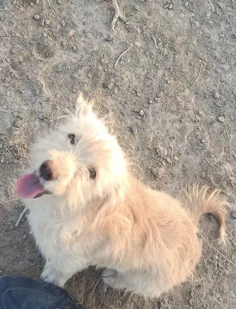 شیتزو 4ماه|سگ|مشهد, دانش|دیوار