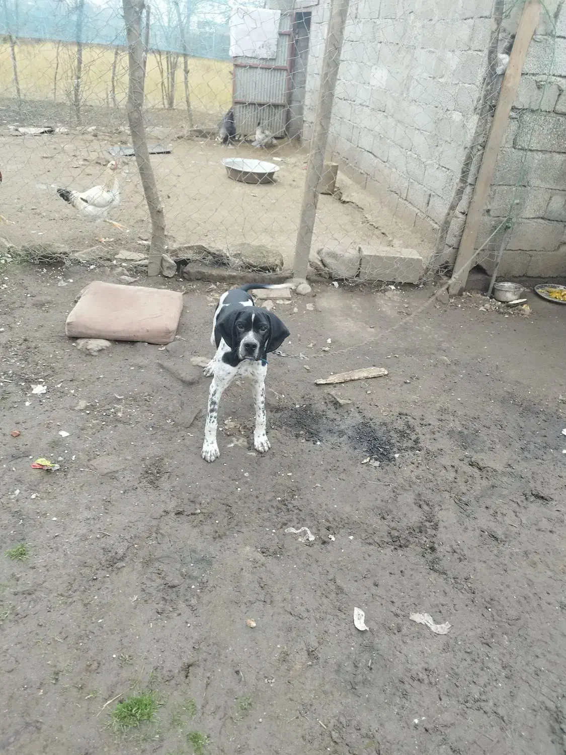 سگ شکاری|سگ|آستارا, |دیوار