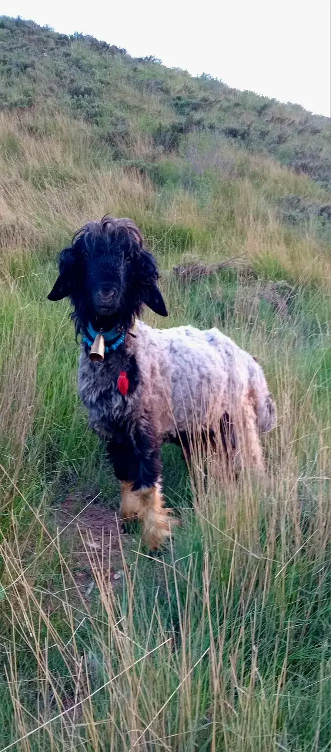 قوچ|حیوانات مزرعه|بابا حیدر, |دیوار