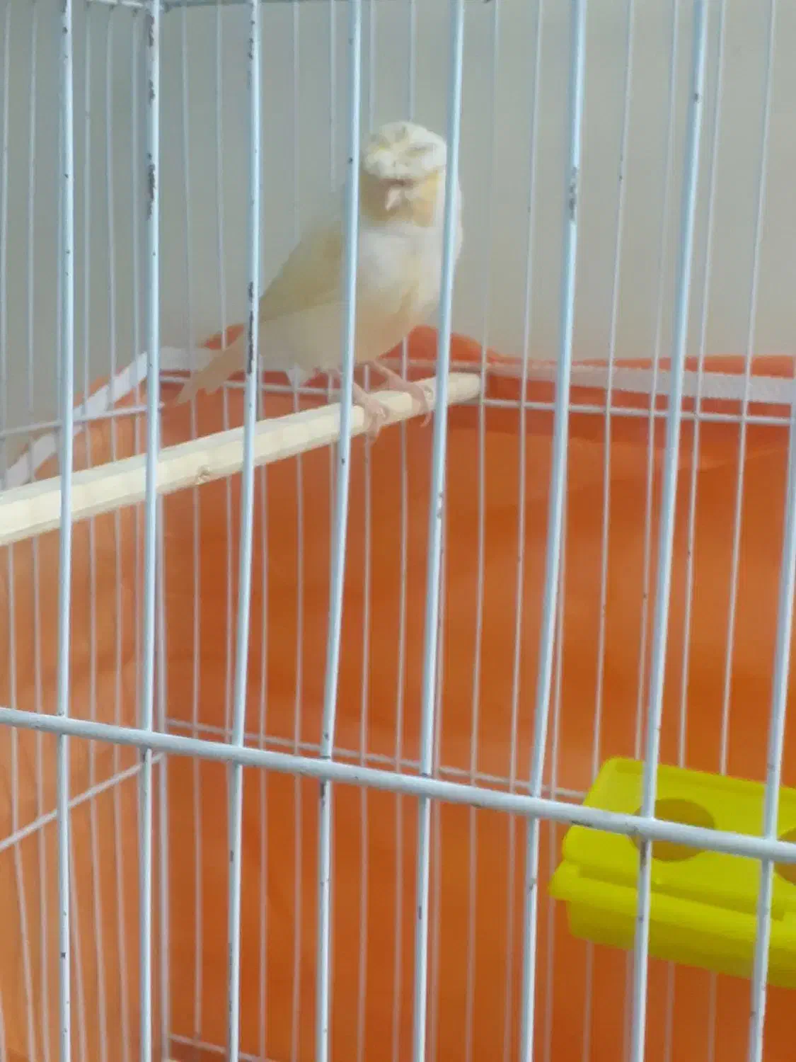 قناری مزایکی نروماده کارداده|پرنده|محمدشهر, شهرک پیام (مهرالبرز)|دیوار