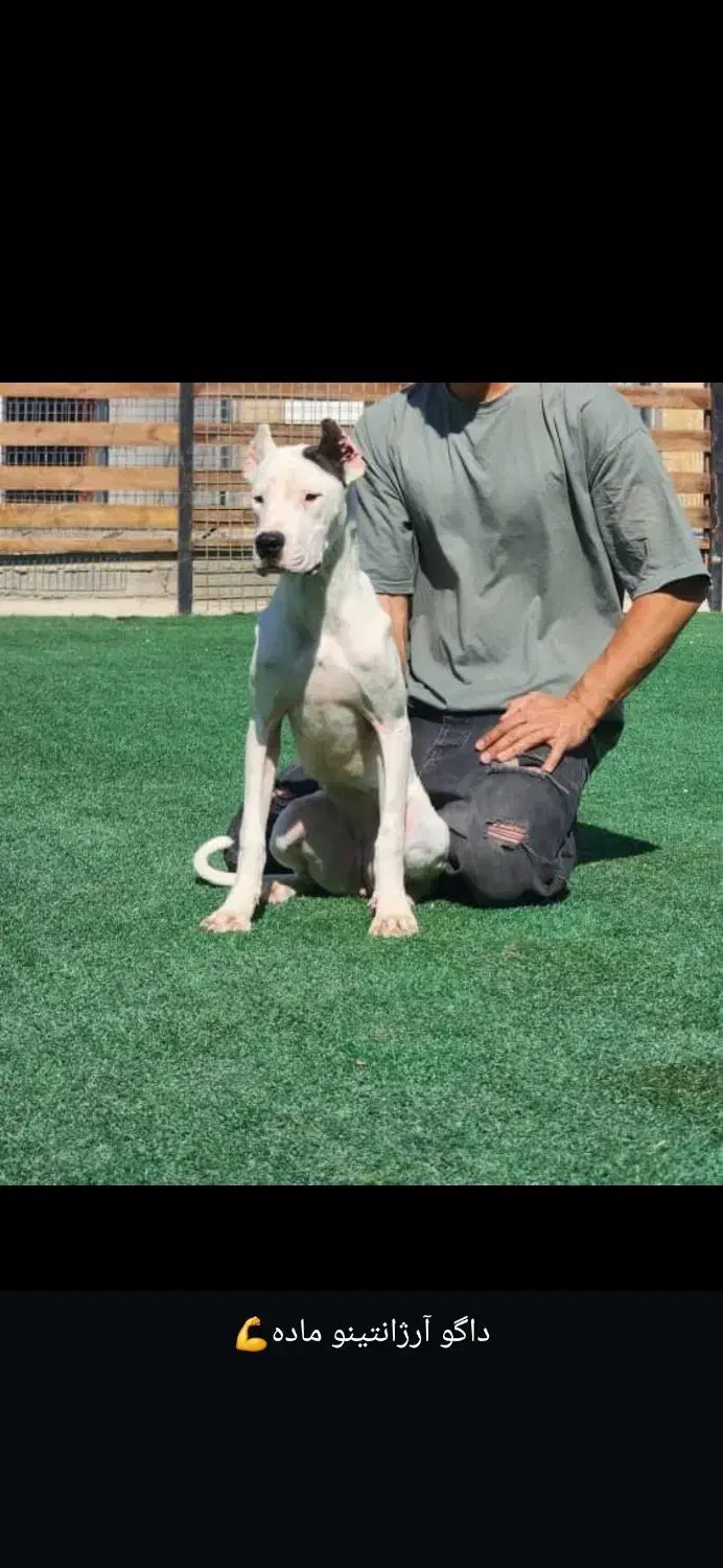 سگ روتویلر پوز دلقکی|سگ|شیراز, دوکوهک|دیوار