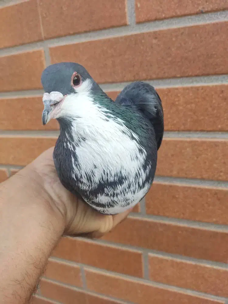 ۲تا زرد ۱گلی ۱زاغ ریشی|پرنده|زرند, |دیوار