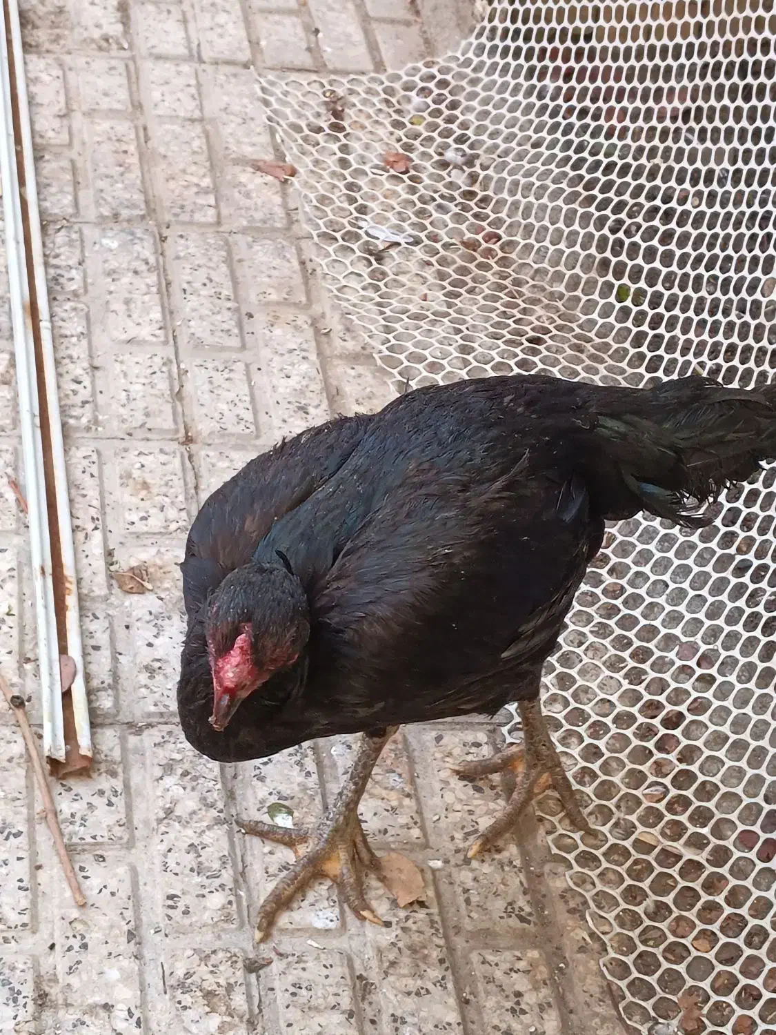 مرغ لاری|حیوانات مزرعه|مشهد, مقدم|دیوار