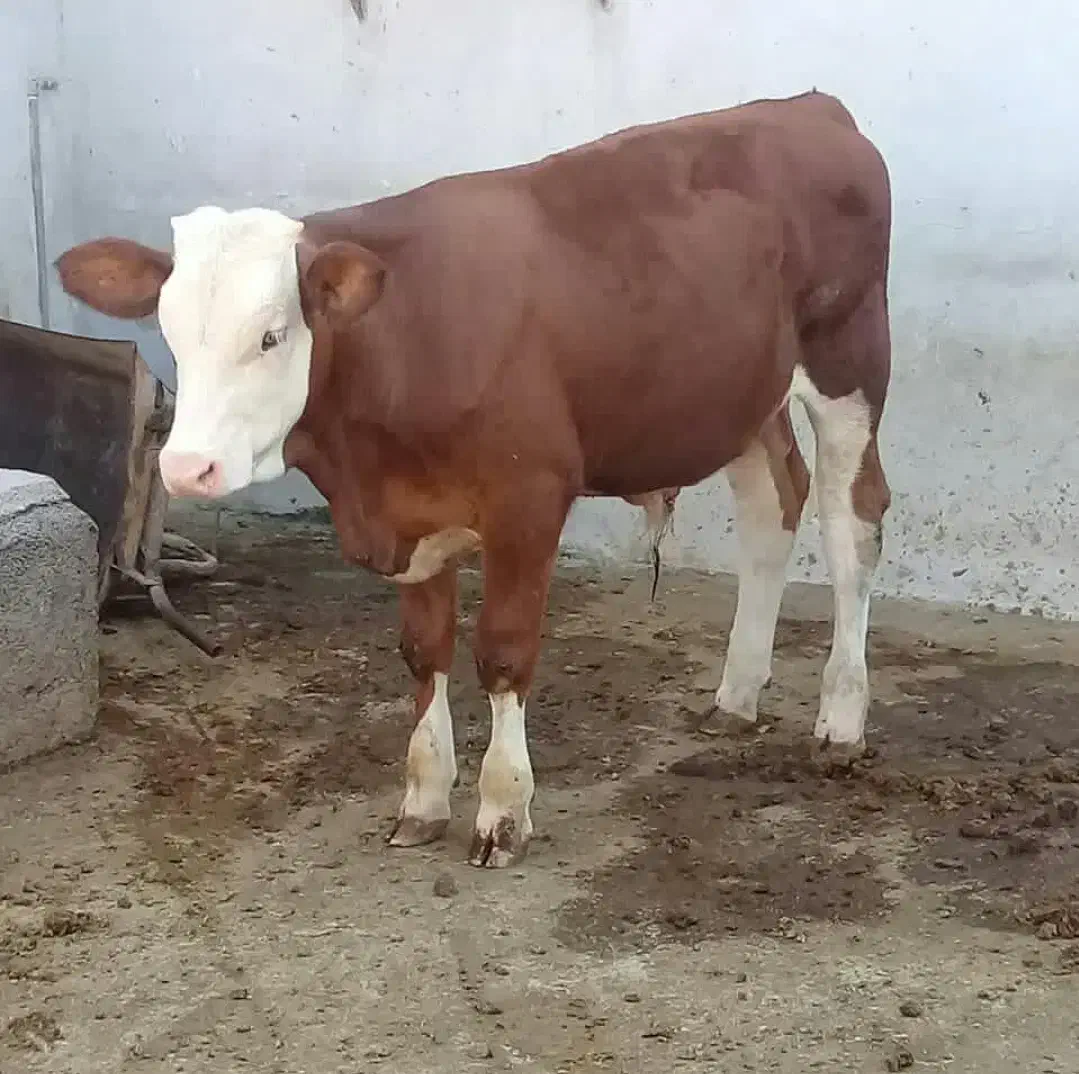 فروش انواع گوساله با نژاد بالا|حیوانات مزرعه|ری, شهرک نظامی|دیوار