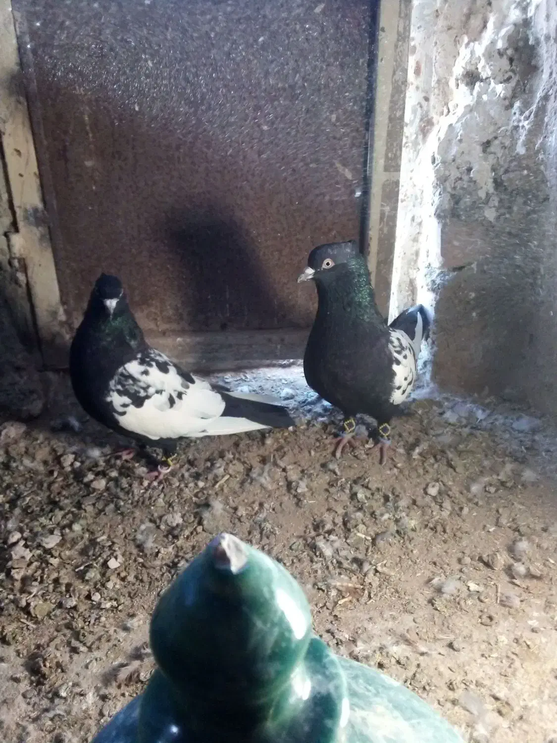 کفتر سینه|پرنده|سرایان, |دیوار